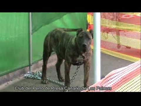 presa canario