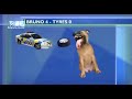 Dog biting graphic on 3 News