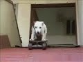 Sorprendente Perro Deportista