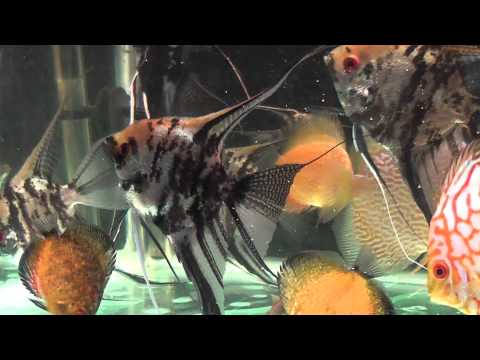 Watch "angelfish scalare skalar skalare discus"