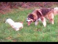 Buster Vs Rooster 1