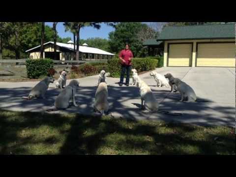 Games with a large family of Labradors