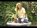 Interior & Exterior Potted Plants : How to Pot Orchids