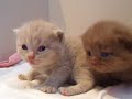 British shorthair litter