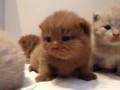 British shorthair litter