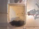 seleno x water cleansing - pre filtration method