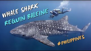Requin baleine - Tubbataha - Philippines