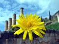Delphi Delphi