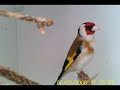 Darrrrek - breeding carduelis major goldfinch szczygieł chardonneret major szpalt