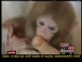 Baby monkey