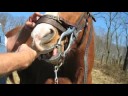 Jack getting His Teeth Floated