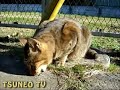 ツネオ君の休日♪