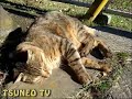 ツネオ君の休日♪