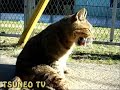 ツネオ君の休日♪