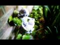 (In Vado HD) - A Short Fly Around Our Front Porch Garden