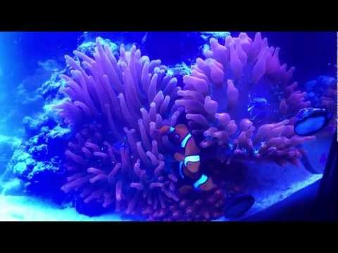 how to care for rbta