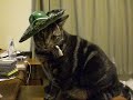 Mexican Cat Dance [Starring Pork Chop]