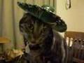 Mexican Cat Dance [Starring Pork Chop]