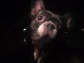 Max the french bulldog in a Audi TT