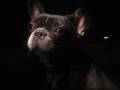videos de Max the french bulldog in a Audi TT