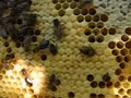 abeille2