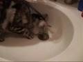 ホリホりして水飲み～猫(=^・^=)　I want to drink water here.
