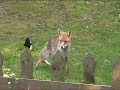Magpies attacking fox