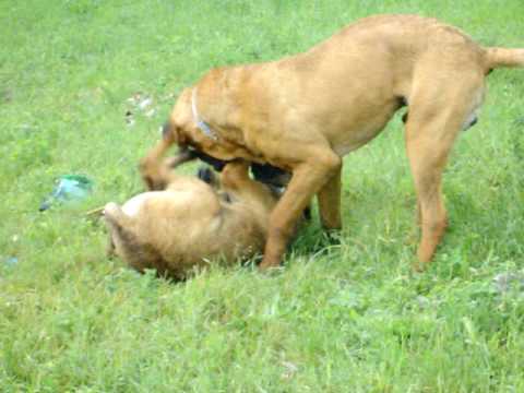 bully kutta