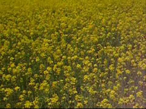 三本木 菜の花まつり