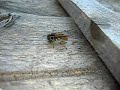 wasp chewing wood