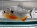 Pygocentrus cariba : Tropical Aquarium Fish DVD