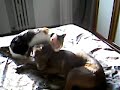 gatta che lecca il cane