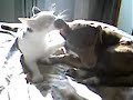 gatta che lecca il cane