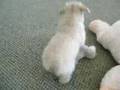 Goldens at play