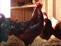 Natural Free Range Chickens