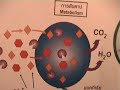 bioplastic bioplastic