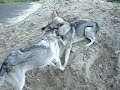 Saarlooswolfhunde beim Spiel