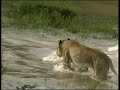 lioness teaches cubs river crossing
