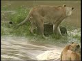 lioness teaches cubs river crossing
