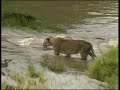 lioness teaches cubs river crossing