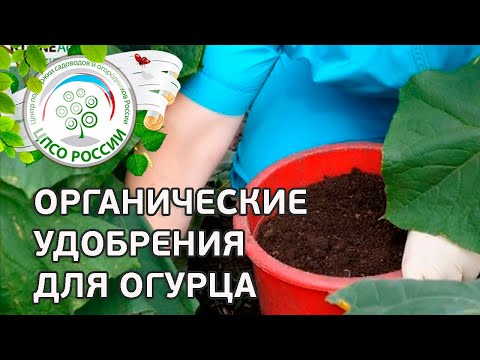 Подкормка огурцов органическими удобрениями.