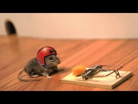 how to get rid of mice in rv