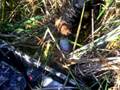Izzy's 2nd Duck Retrieve