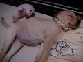 Labrador Retriever Snoring Labrador Retriever Snoring
