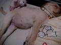 Labrador Retriever Snoring