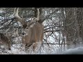 170" Whitetail Deer Bow Hunt Michigan.