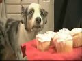 Gif Animation of this: plorf.com Funny dog tempted by a plate of cupcakes. This is a real live dog that was featured on Animal Planets It's Me Or The Dog Dogs name is Stains