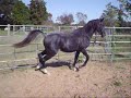 Black Sabino Stallion ZHR Romantic Warrior Black Sabino Stallion ZHR Romantic Warrior