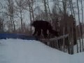 Handplant flip