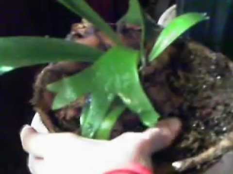 how to replant a staghorn fern